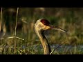 &quot;Sandhill Crane: Standing Tall on the Landscape&quot;