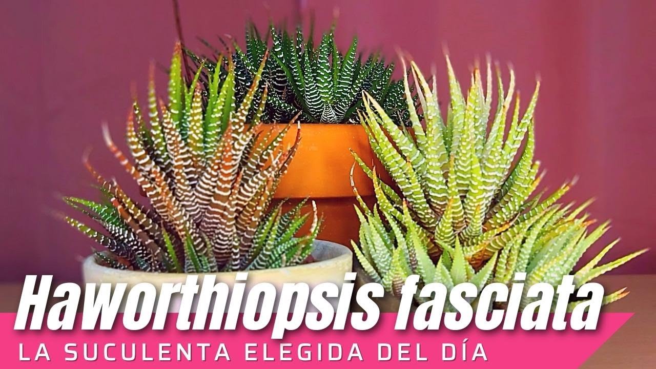 Suculenta Cebra // Haworthiopsis fasciata #LaSuculentaElegidadelDía
