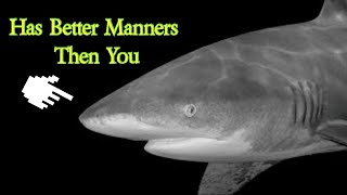 Oceanic Whitetips and Tiger Sharks Eat Together Peacfully