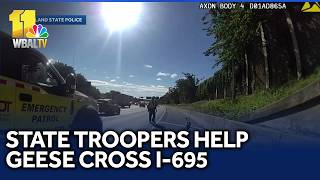 Troopers help geese cross I-695 during morning commute