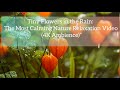 Tiny Flowers in the Rain: The Most Calming Nature Relaxation Video (4K Ambience)”