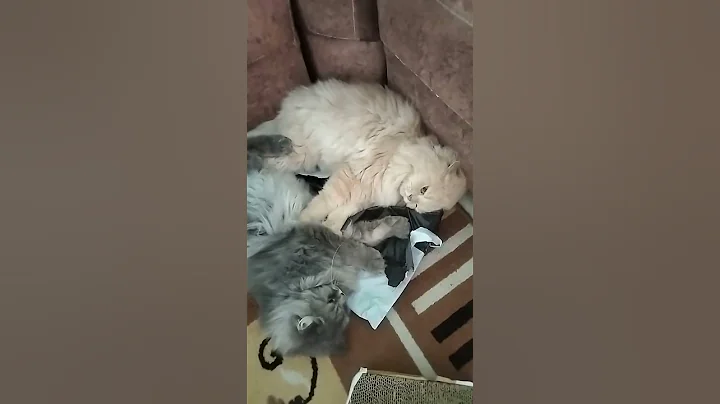 Video 10581791: persiancat persians, catlover persiancat cutecat kitten, persian kitten cats catlover, persiancat kitten catlover cute, persian funny catlover