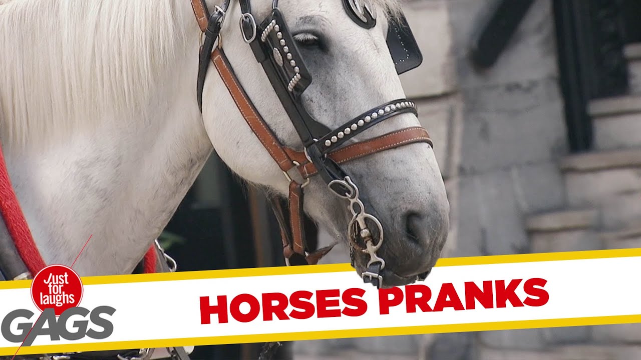 Best Horse Pranks - Best of Just For Laughs Gags