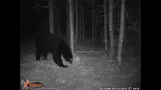 BEAR HARVEST 2020 EPS 3