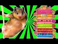 🐹13 levels Hamster Maze - LABYRINTH [Obstacle Course]😲