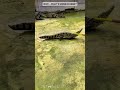 Extreme Crocodile Farming Process : Precision Reptile Control System