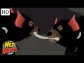 Nocturnal Animals | Tasmanian Devils, Bats, Owls   more! [Full Episodes] Wild Kratts