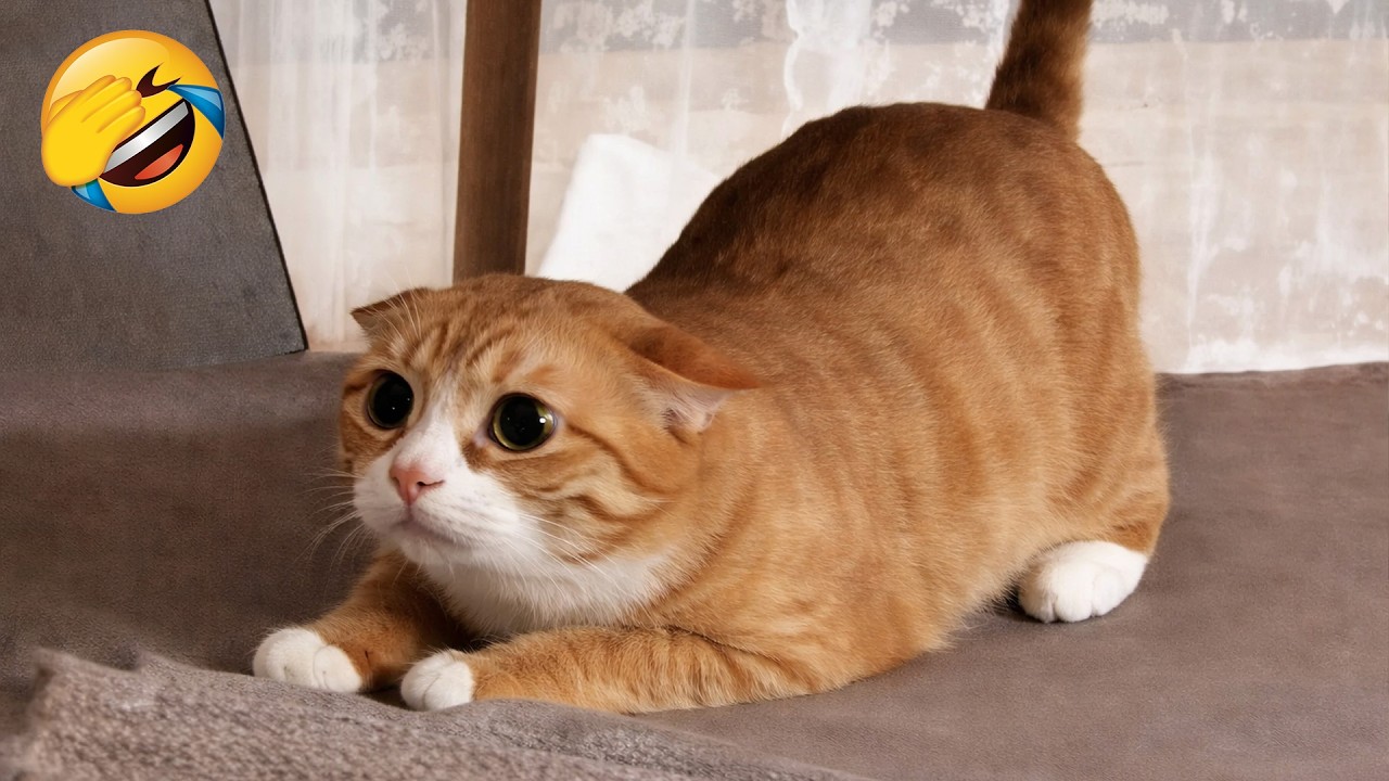 Try Not To Laugh 😂 Funniest Pets of 2026 😹🐶 Part 22