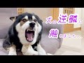 【閲覧注意】触んなって言ってんだろー!!!激怒する柴犬