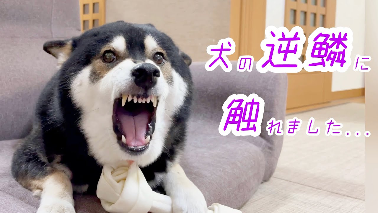 閲覧注意 触んなって言ってんだろー 激怒する柴犬 Youtube