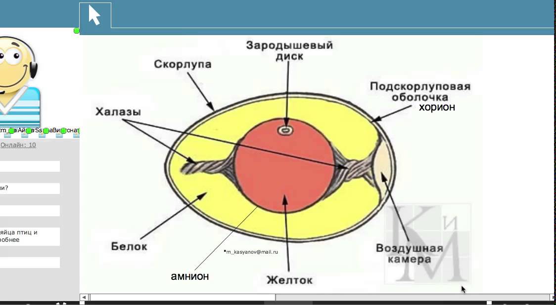 Подскорлуповая оболочка функции в яйце. Подскорлуповая оболочка функции в яйце