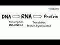 Transcribing DNA to RNA with the DNA-RNA Kit