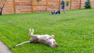 Gerda and her equanimity! A man mows the lawn next to a cheetah!