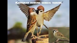 Masteran suara burung gereja tarung