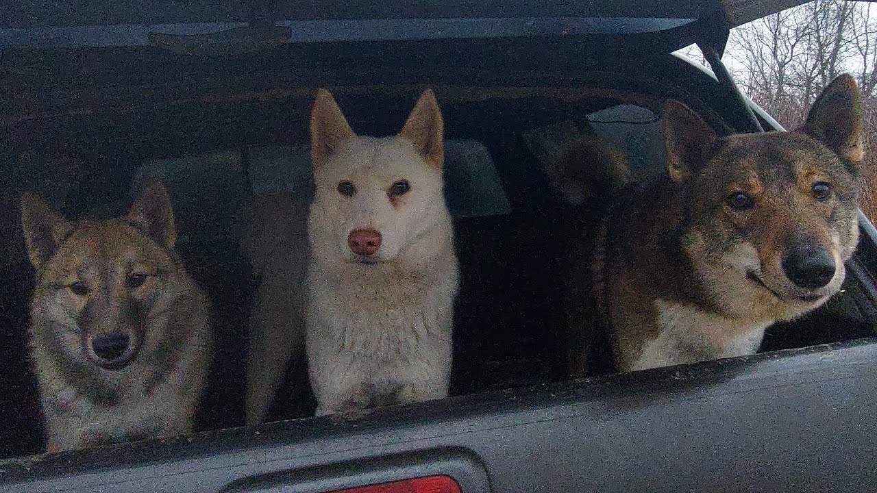 С лайками на бобровую плотину - YouTube