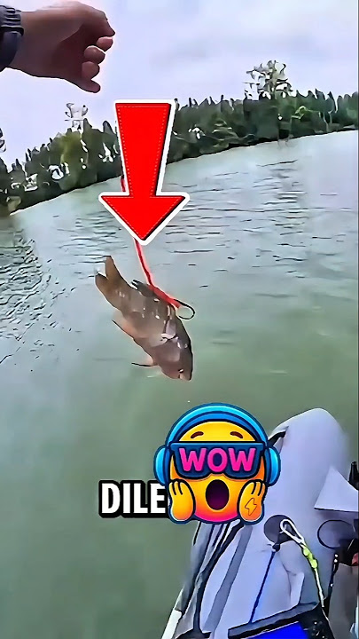 Lihat guys mancing raja ikan dengan umpan ikan mas ‼️ #shorts #fishing #mancing