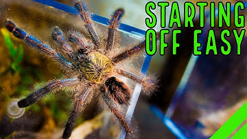 Top 10 Beginners-tarantula