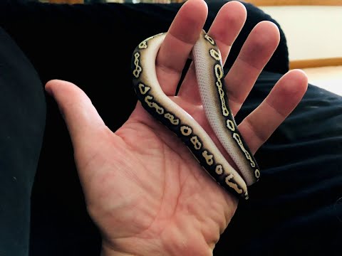 POST SHED Ball Python UPDATE.  A World's First?  Super Pastel Black Head Trick Mojave +