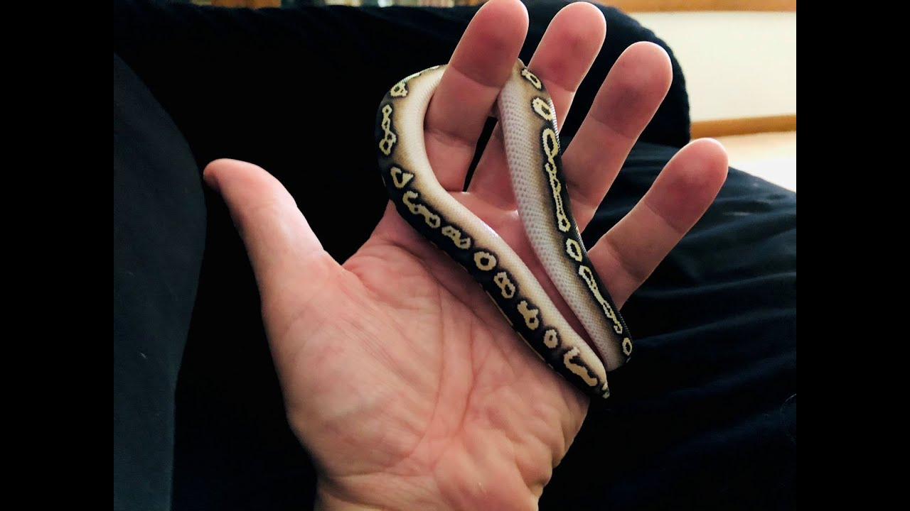 POST SHED Ball Python UPDATE.  A World's First?  Super Pastel Black Head Trick Mojave +