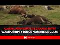 Alarma por muerte de Ganado entre Wampusirpi y Dulce Nombre de Culmi