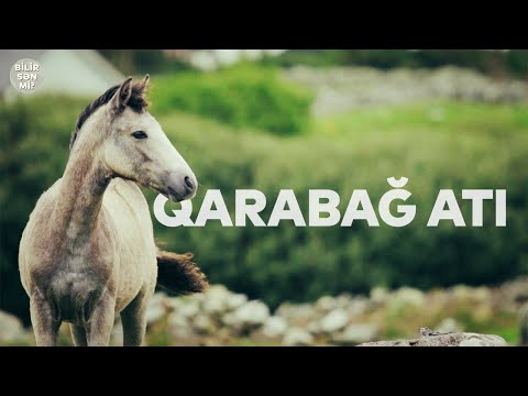 Video: Dünyanın Ən Kiçik Atı Ilə Tanış Olmaq - Sevimli Baytarlıq Yaddaşı