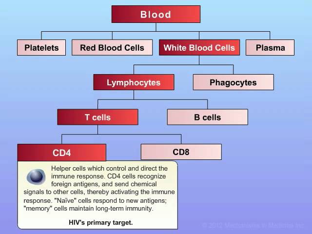 A Better Understanding of How HIV-1 Evades the Immune System