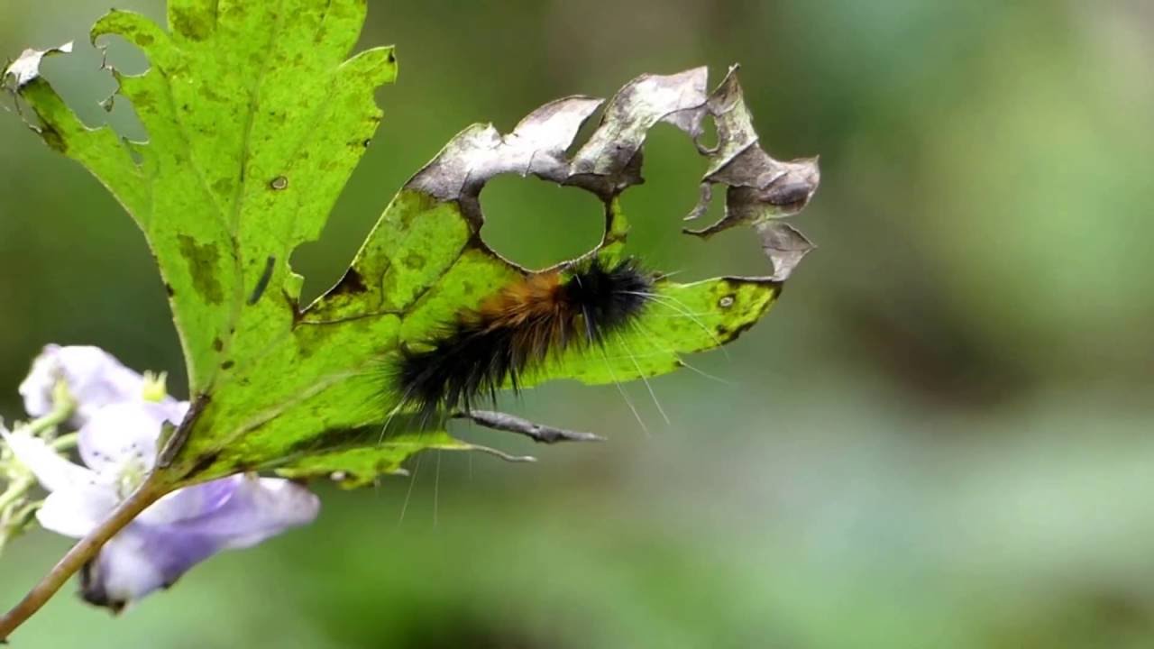 Woolly Bear Caterpillar On Poisonous Monkshood Leaf フトスジモンヒトリ蛾幼虫とトリカブト葉の食痕 Woolly Bear Caterpillar On Poisonous Monkshood Leaf フトスジモンヒトリ蛾幼虫とトリカブト葉の食痕