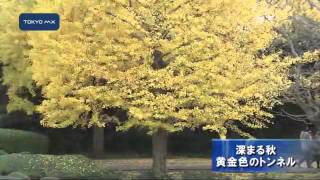 深まる秋　日本庭園のモミジ