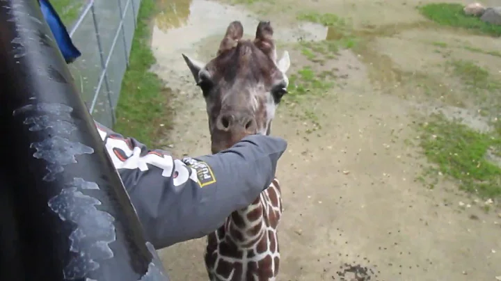 Feeding Zuri the Giraffe NEW Zoo Suamico, WI 10-2-19