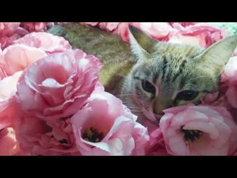 ain't nobody else like you - cass elliot (low quality)