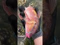 Unbelievable Coastal Catch! 🌊🦀 Catching Lobsters & Exotic Fish by Hand!