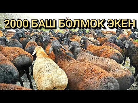 Video: Тырмактар кандайча өсөт