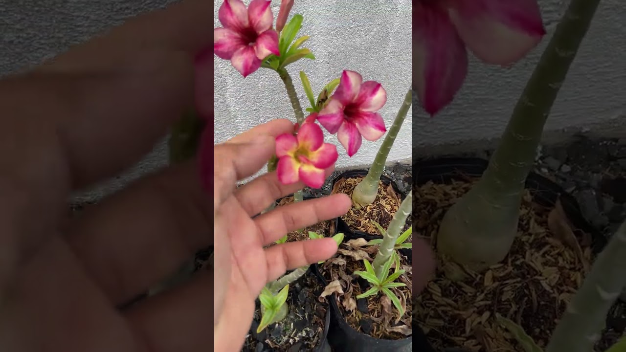 Sứ hạt bán lô ( ngày 1 tháng 3)