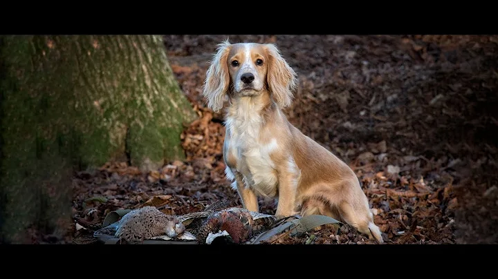 Driven Shooting Beaters Day and Picking Up