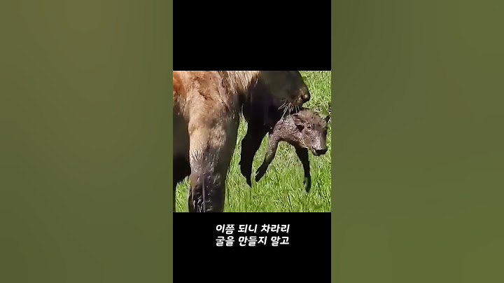 A lion eats a young warthog alive