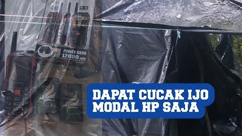 mikat burung cucak hijau menginap di hutan part1  @aka93channel