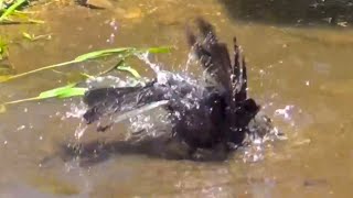 Crow Bathing in a Puddle by AnimalsReview 6,946 views 9 years ago 37 seconds