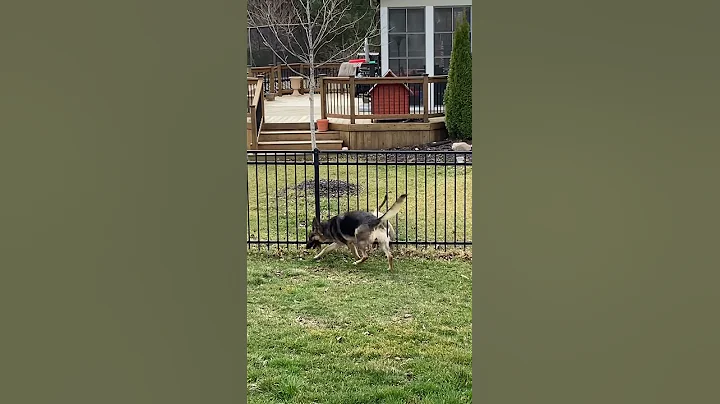 Great and Max - wag the tail...