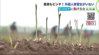 人手不足でアスパラ農家ピンチ…新型コロナによる入国規制「 外国人実習生雇えず」 道内経済への影響深刻 (20/05/27 18:45)