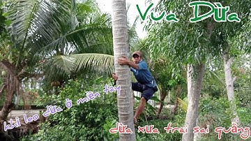 Vua Dừa Miền Tây// vua dừa leo cây dừa xưa cặp đường đi nghiên ngọn ra rạch trái quá sai