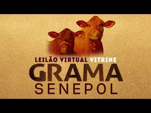 Leilão VITRINE GRAMA SENEPOL 2020