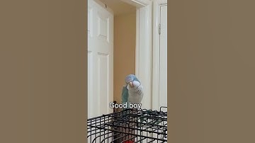 Best Blue Quaker Parrot Talking #shortsfeed