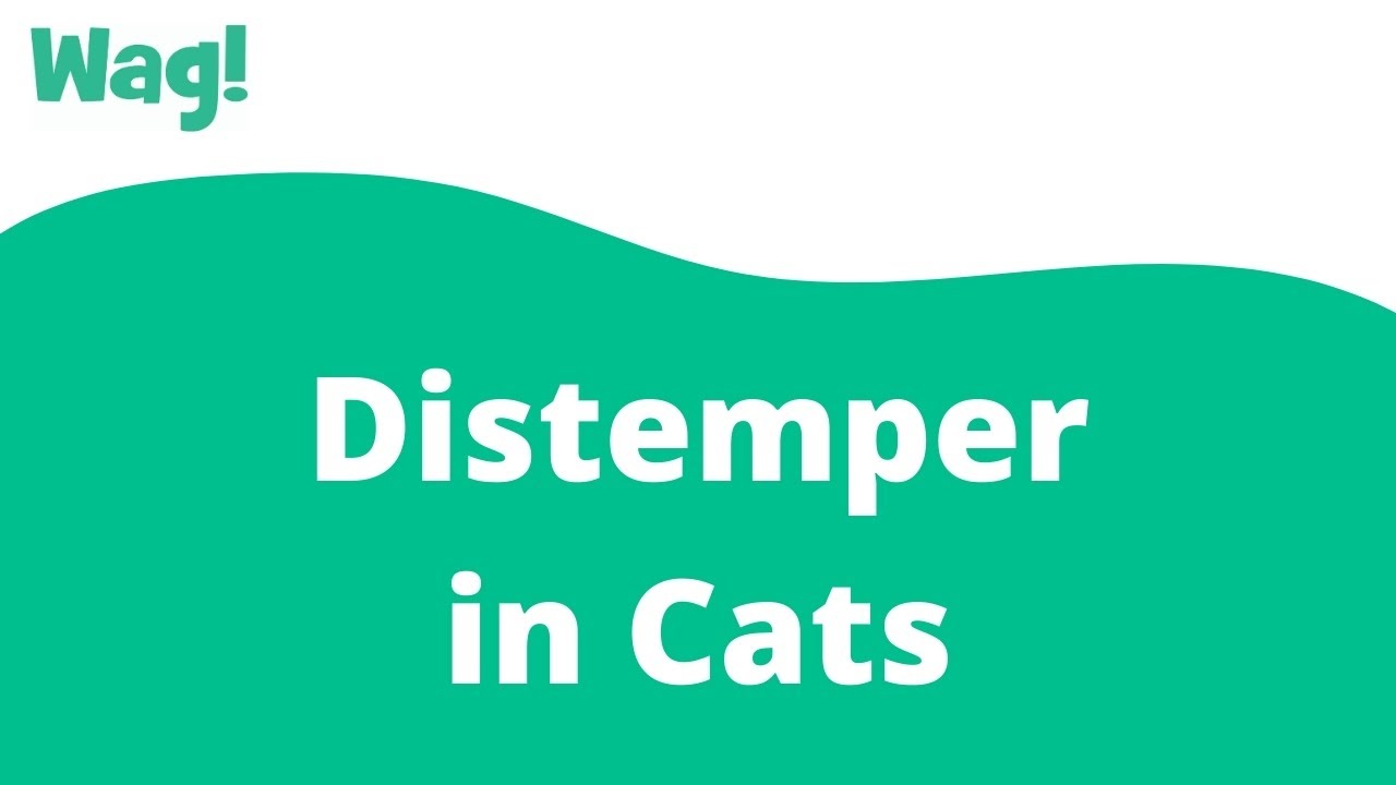 Distemper In Cats | Wag!