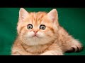 KITTEN - Best British Cat Breeds