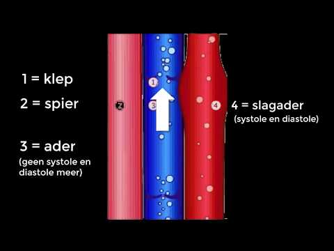 Video: Superieure Mesenteriale Aderanatomie, Functie En Diagram - Lichaamskaarten