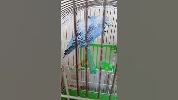 قران كريم #عبدالرحمن_مسعد #عبدالرحمن_مسعد_تلاوة_جديدة #اكسبلور #دويتو