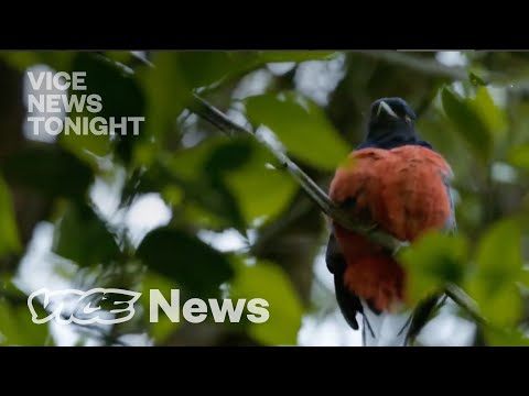 Weed, Soy & Climate Change Are Destroying Paraguay’s Forest