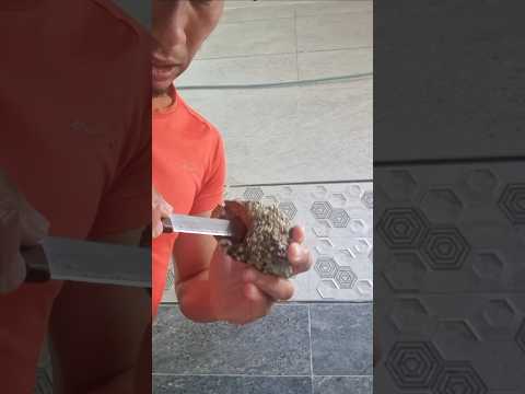 هاكيفاش تنقي الكوكياج أو جغلال