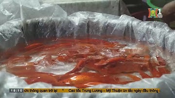 Chợ cá Yên Sở tấp nập ngày Tết Ông Công Ông Táo | HANOITV