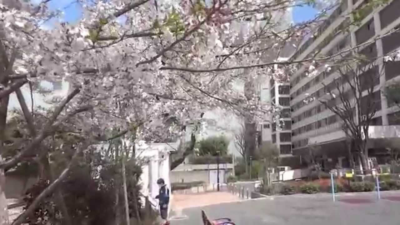 東京桜散歩 港区赤坂 一ツ木公園 14 4 5 Akasaka Tokyo Youtube
